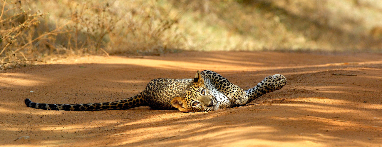 Yala National Park