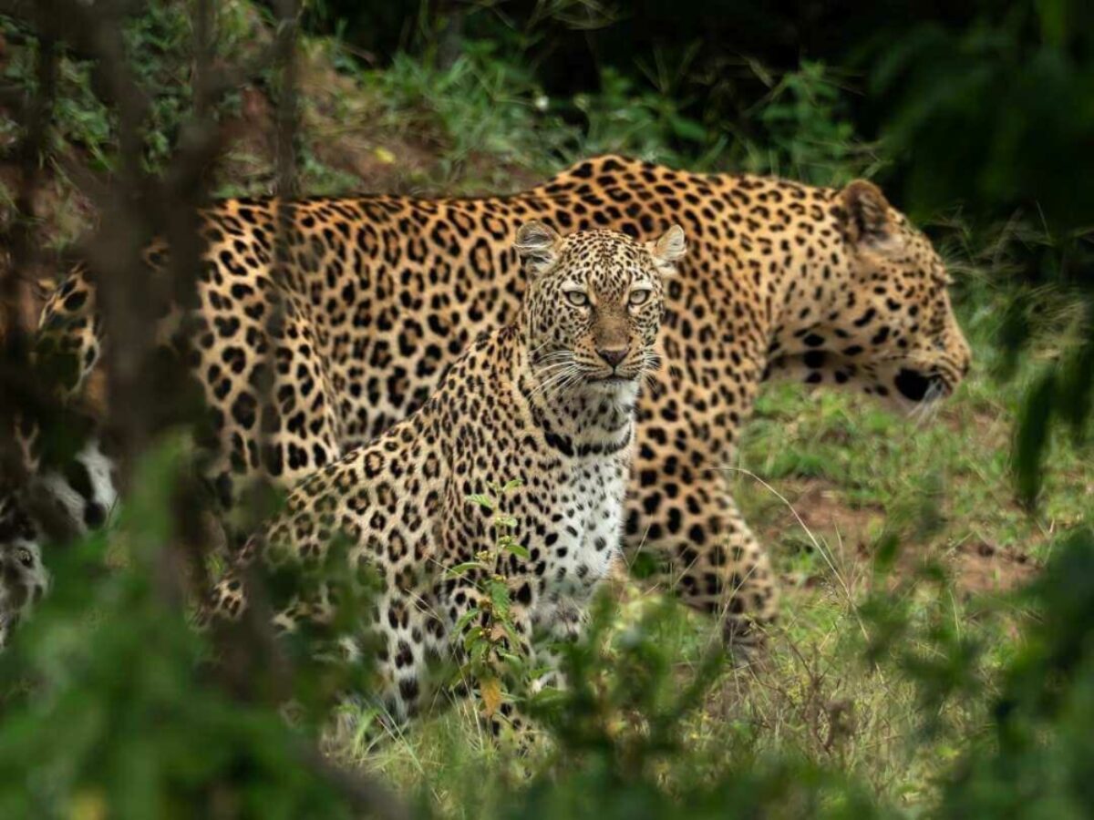 Tailormade Africa 3