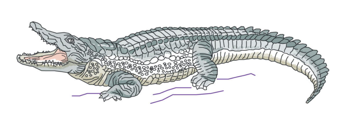 Crocadile