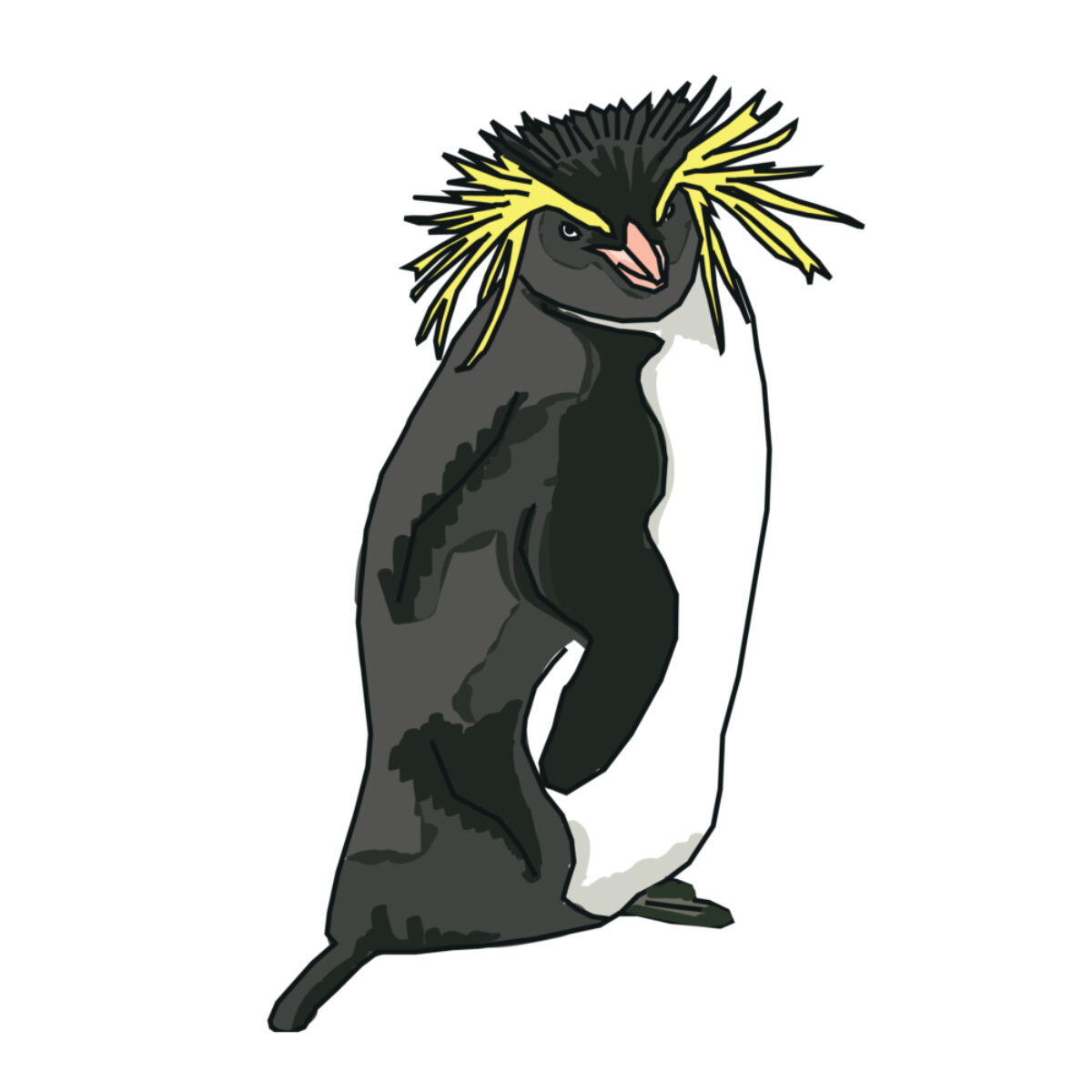 Rockhopper_penguin