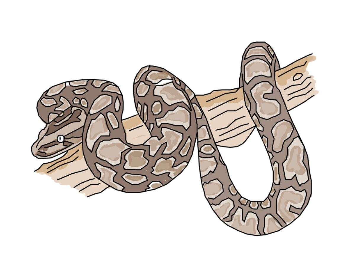 Uganda African Rock Python