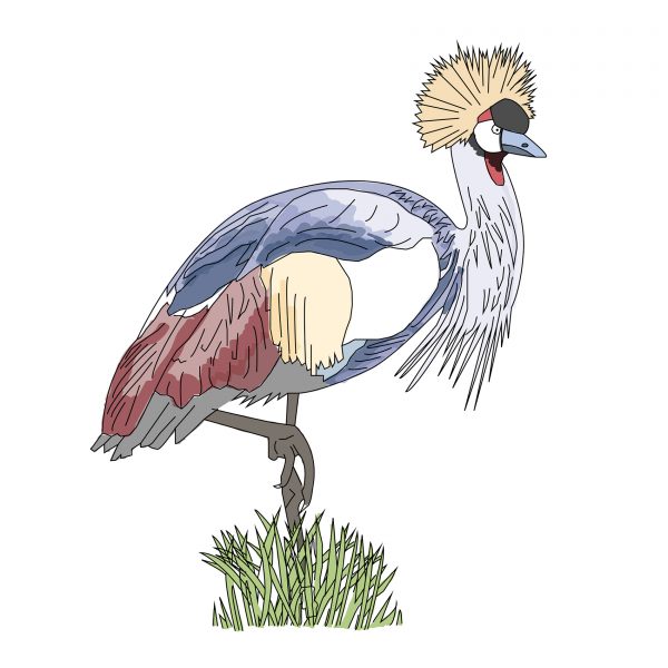 Uganda Grey Crowned Crane