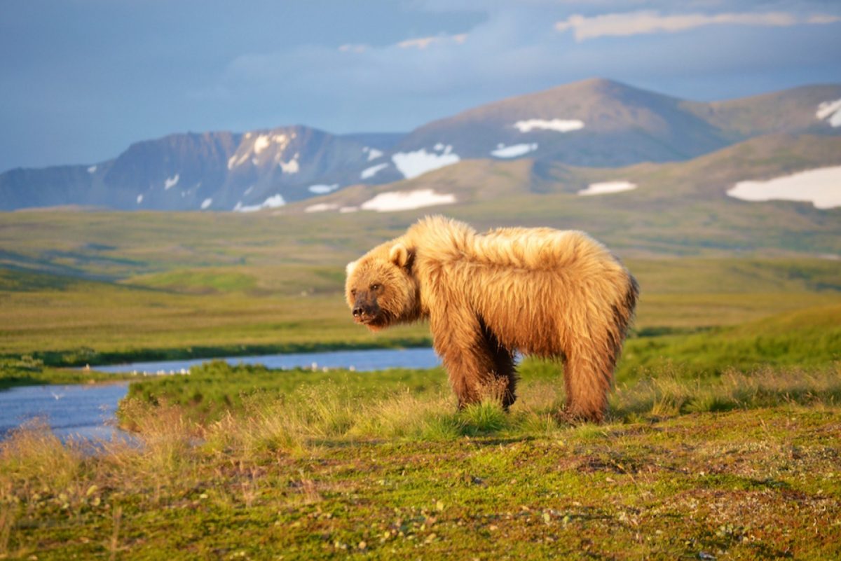 Basecamp bears at Katmai National Park