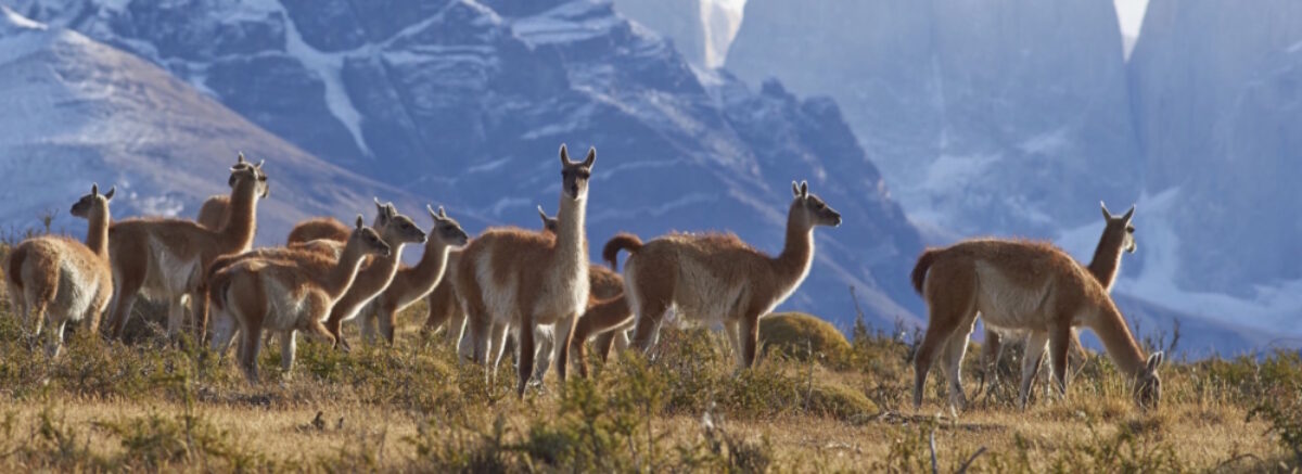 Patagonia Wildlife Safari