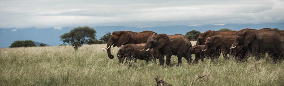 Tanzania Family Adventure