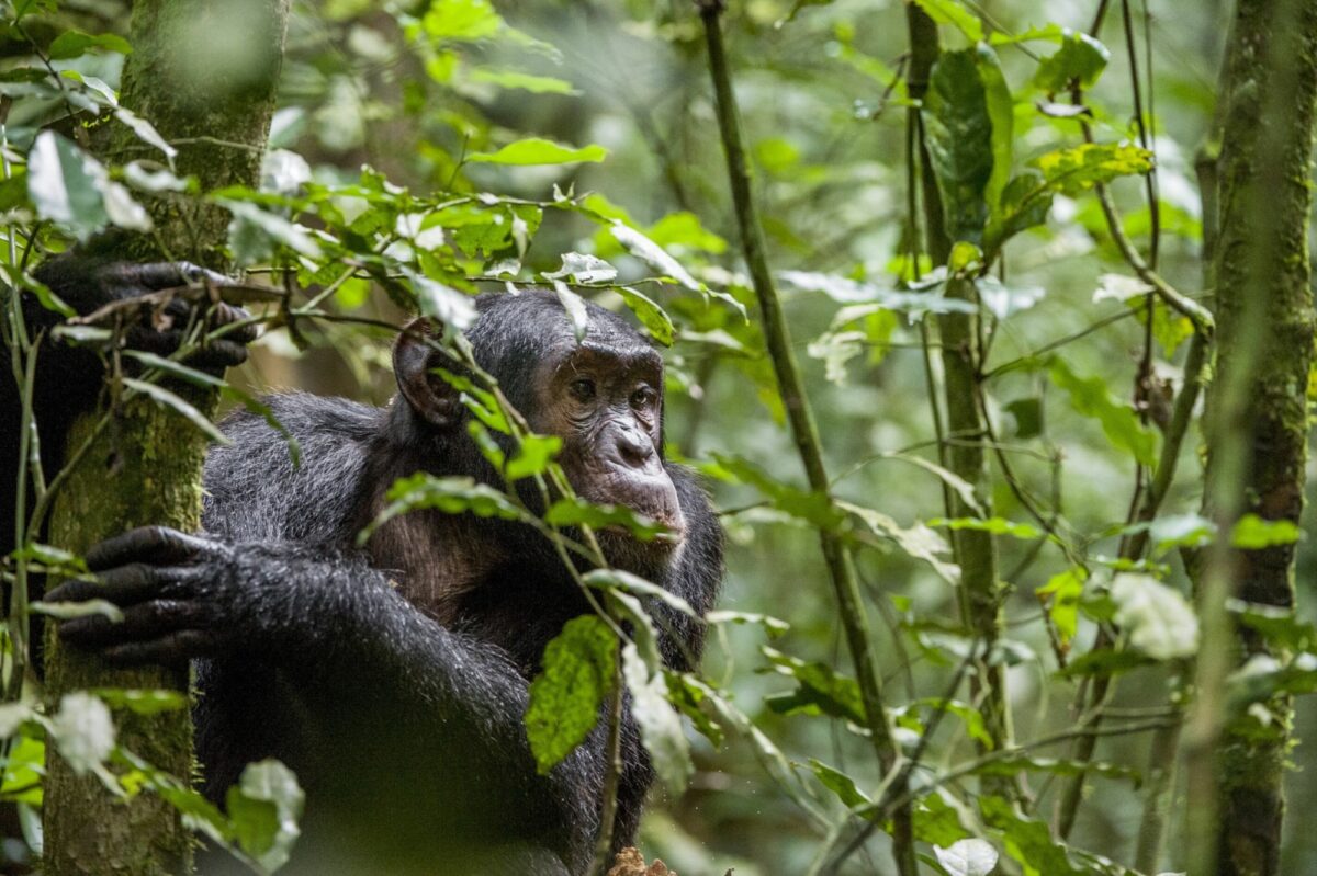 Go chimpanzee tracking in Kibale Forest