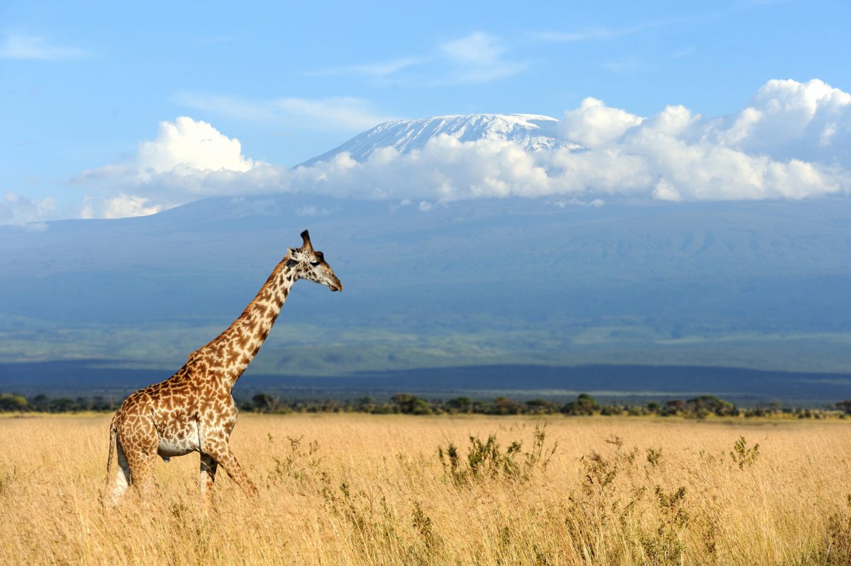 Kilimanjaro and Tanzania Wildlife Adventure