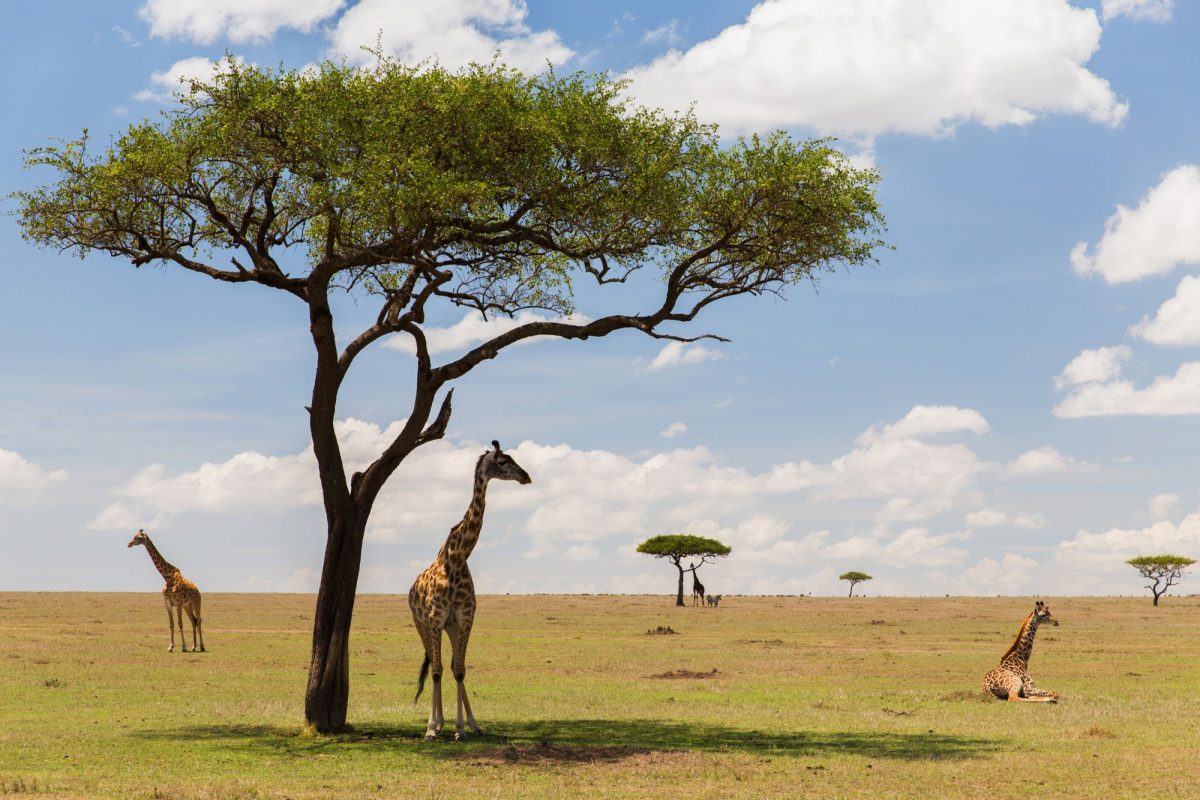 The Best of Kenya and Tanzania