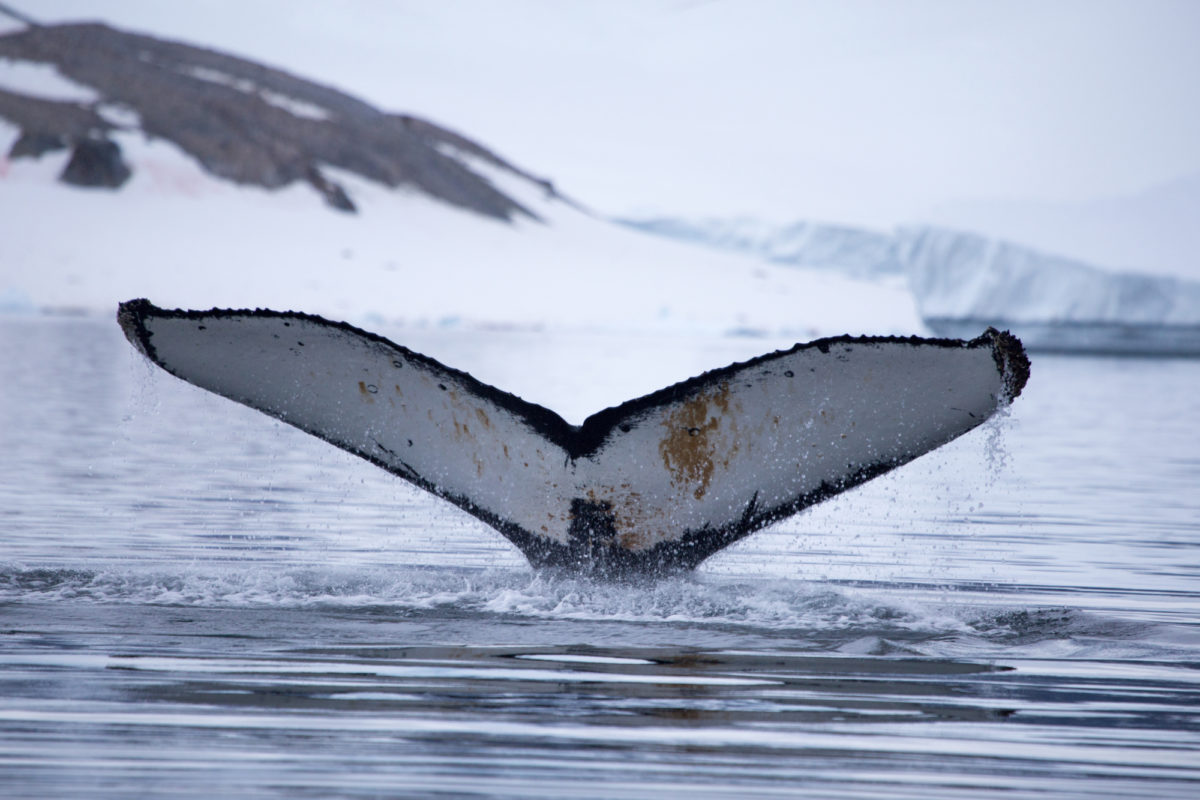Chile to Antarctic Cruise