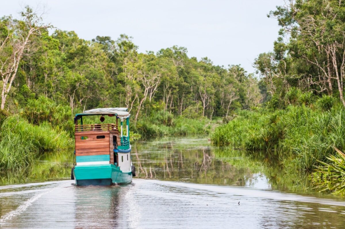 Spot orangutans in Tanjung Puting National Park