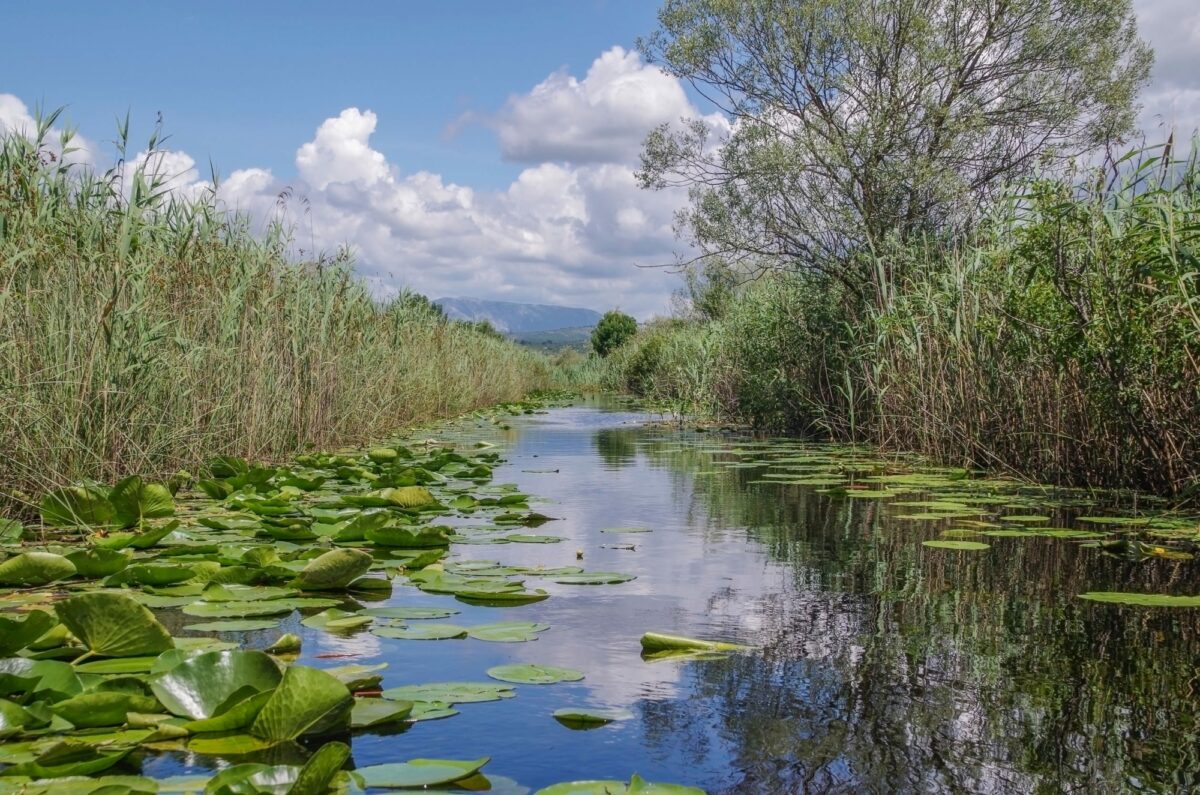Go birdwatching in Hutovo Blato Nature Reserve