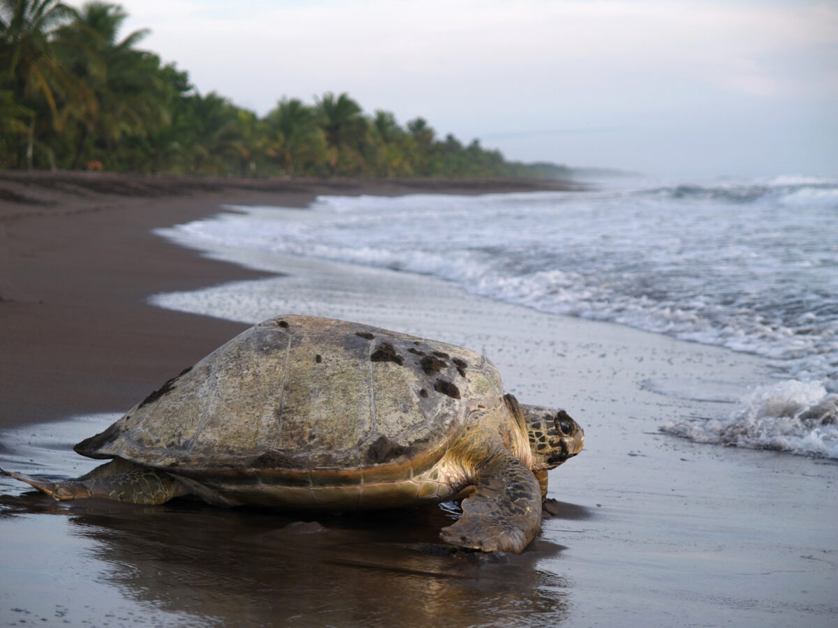 Float down the canals of Tortuguero