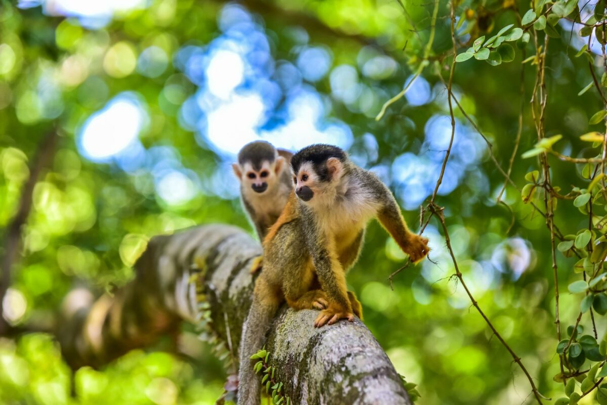 Hit the beach in Manuel Antonio National Park
