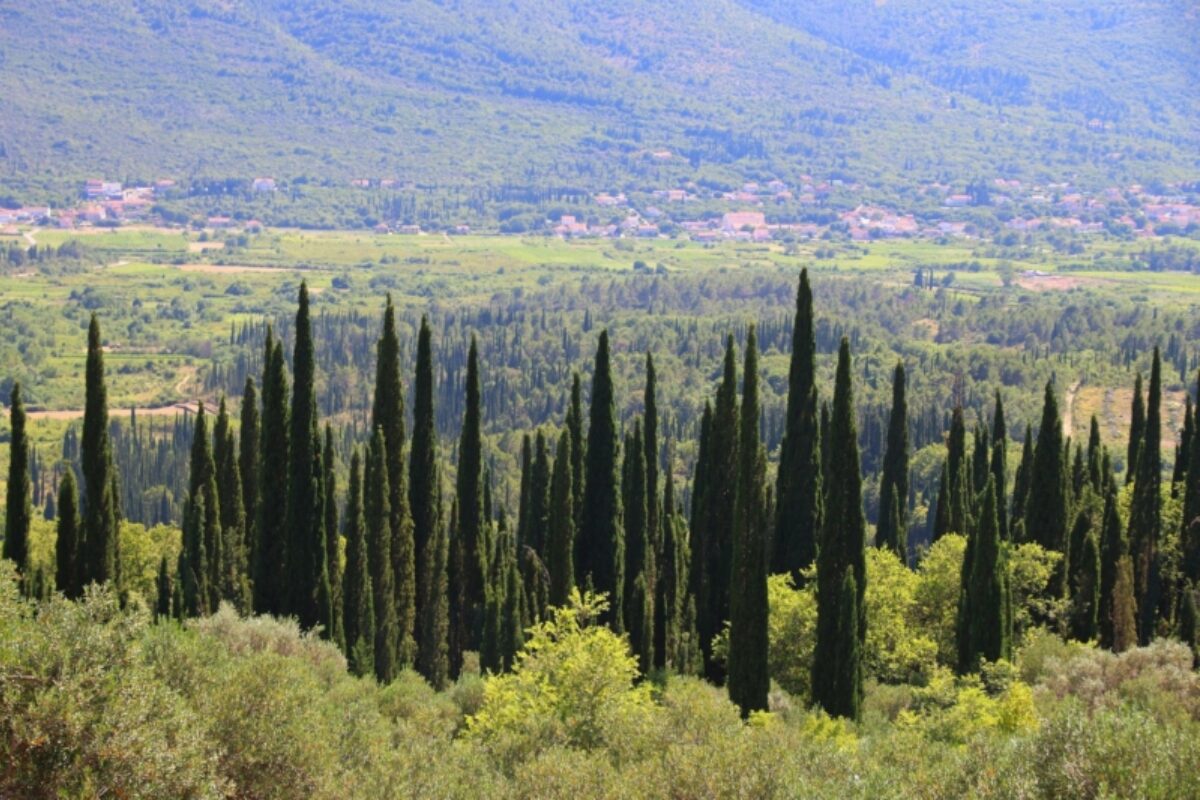 Taste the gastronomic delights of the Konavle region