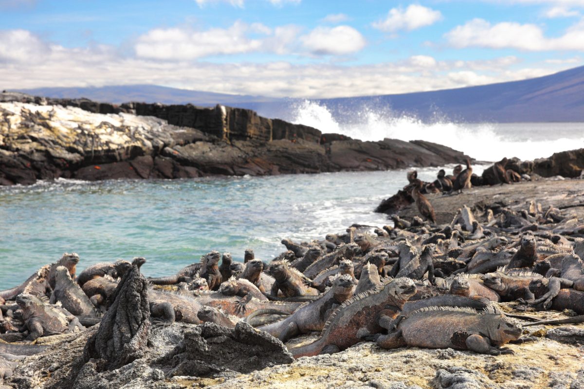 See the unique marine iguana on Isla Fernandina