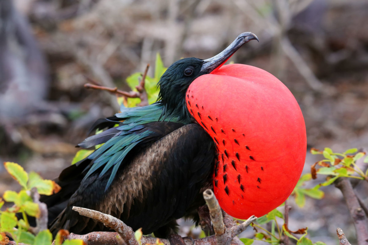 Gems of Ecuador