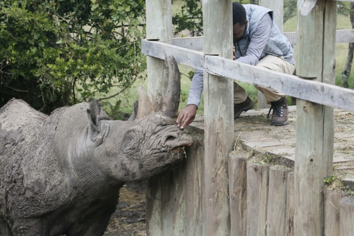 See endangered rhinos in Ol Pejeta Game Reserve