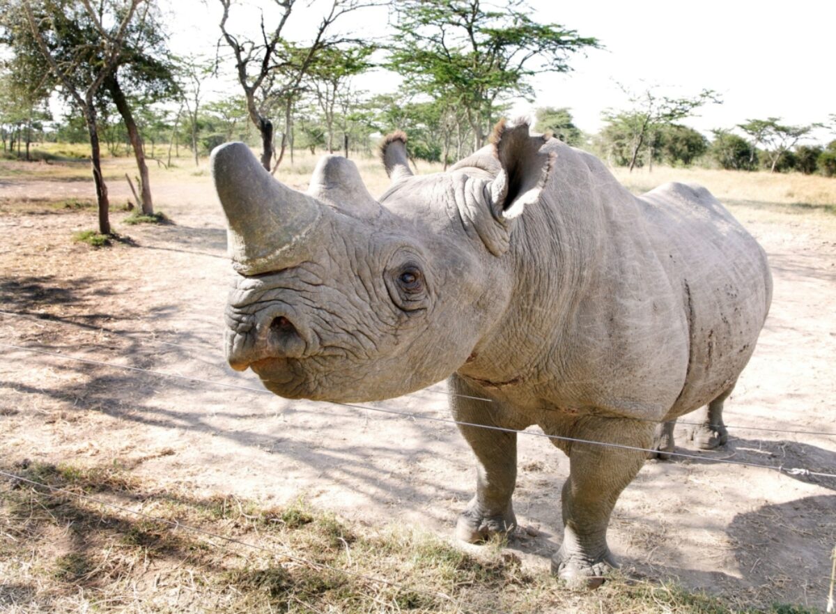 See endangered rhinos in Ol Pejeta Game Reserve
