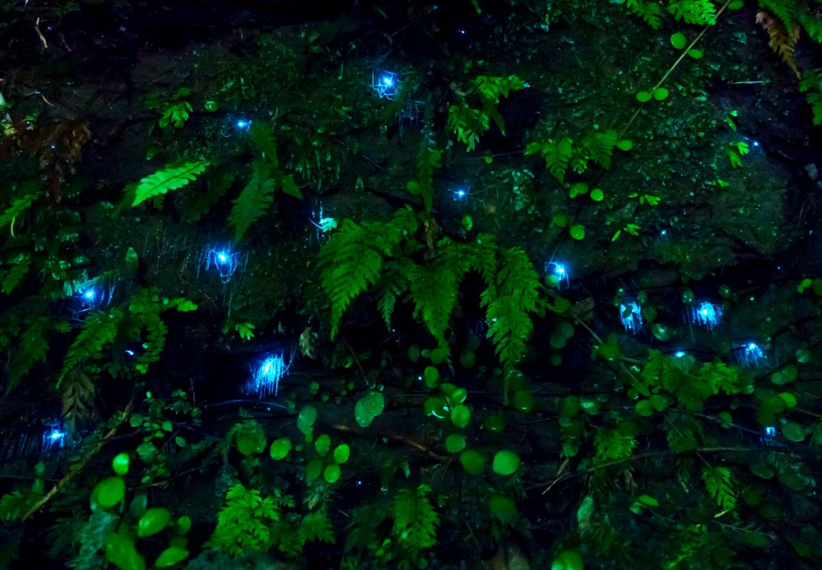 Arrive in Auckland and explore Waitomo Caves