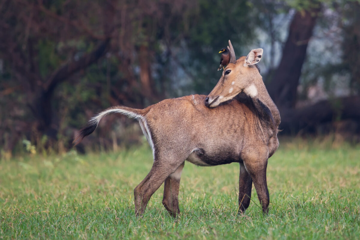 Take a trip to Ranthambore National Park