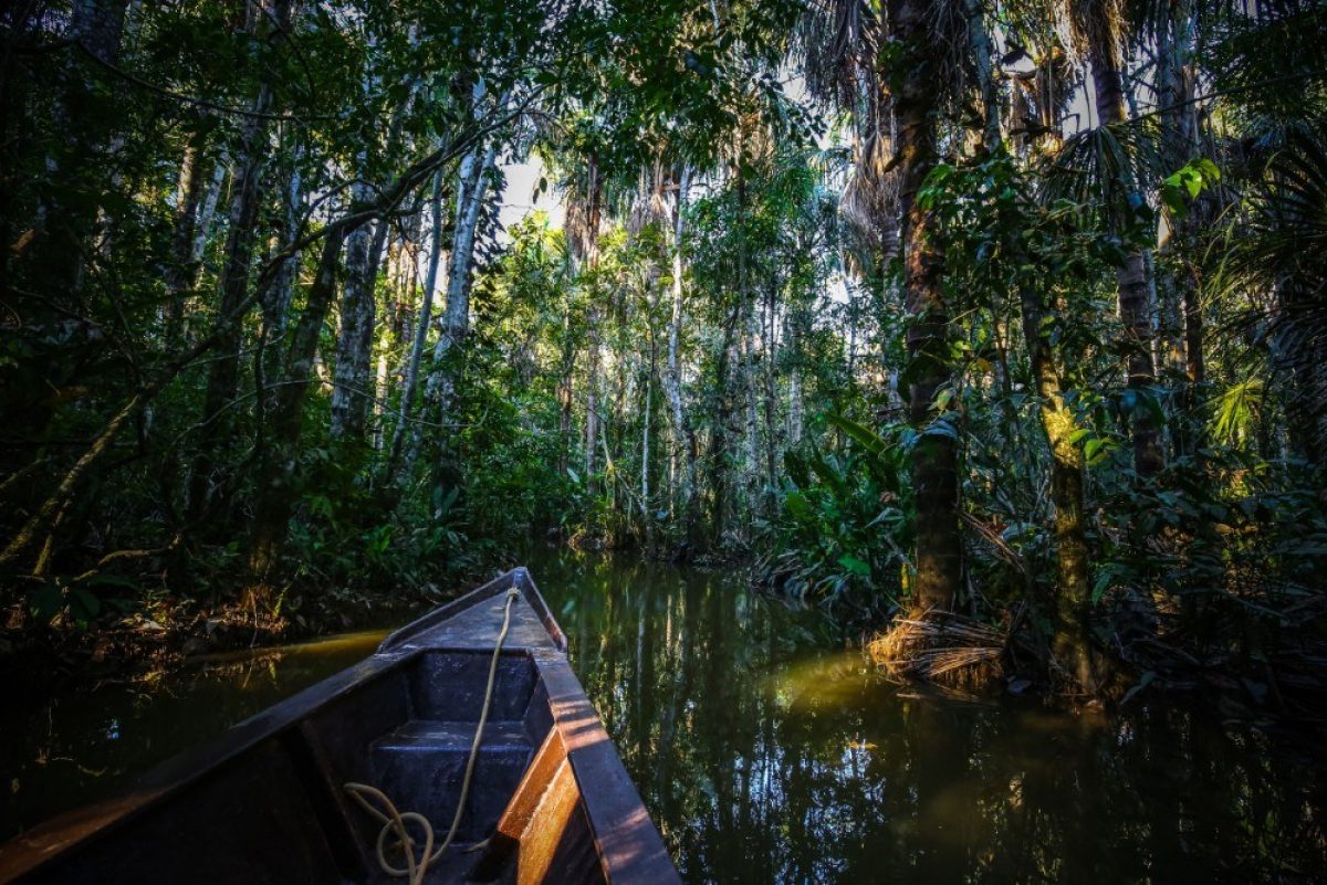 Into the jungle
