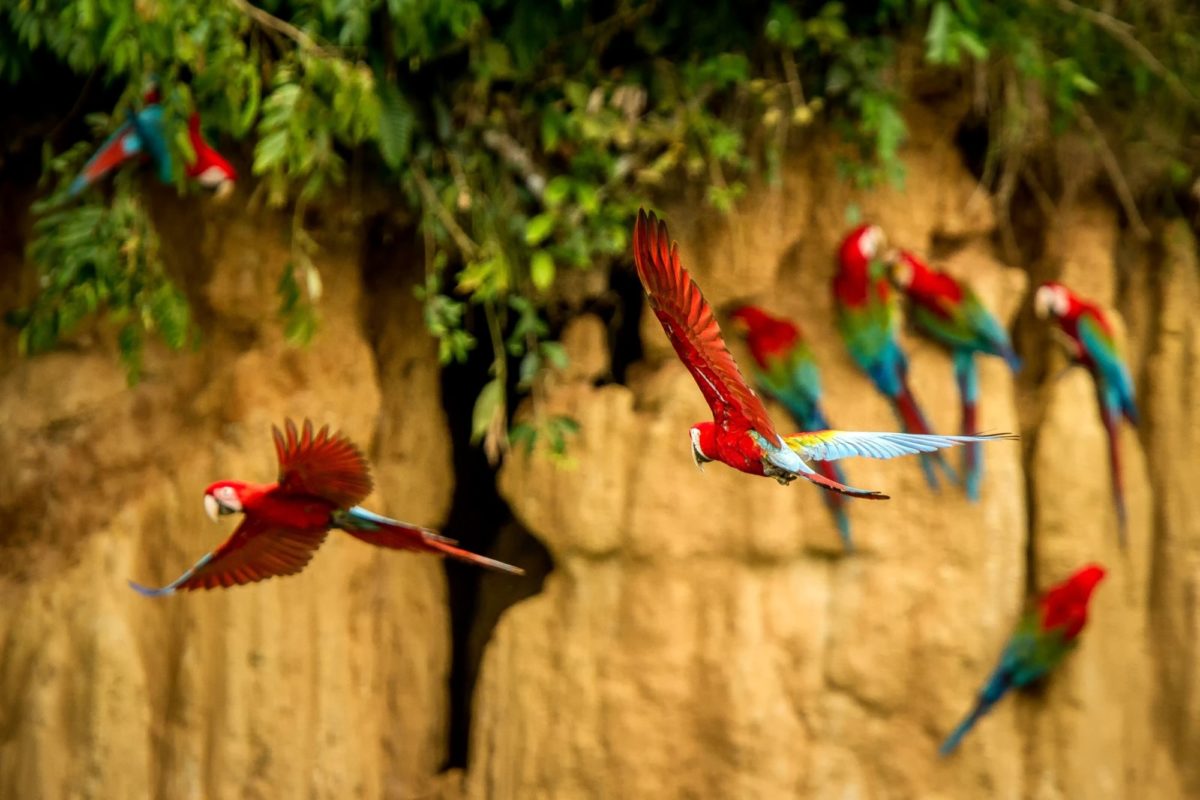 Machu Picchu & Southern Amazon