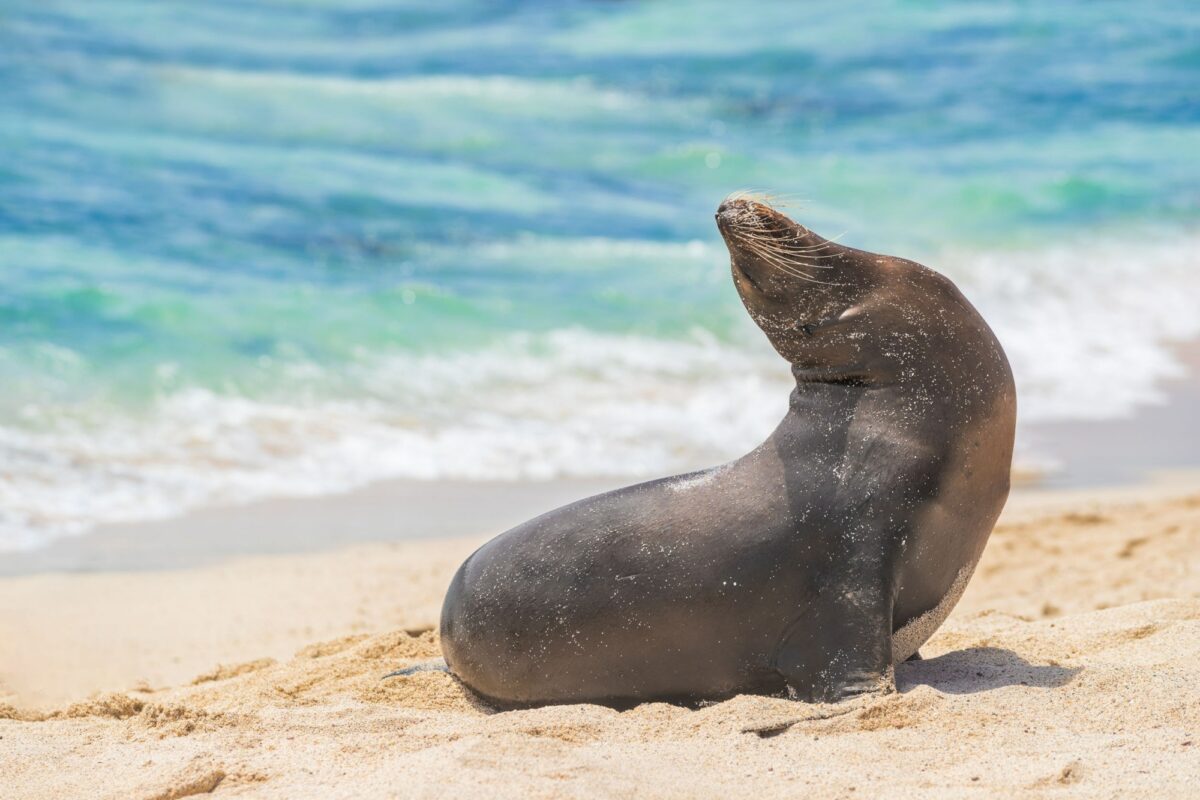 Hang out with sea lions on Isla de San Cristóbale