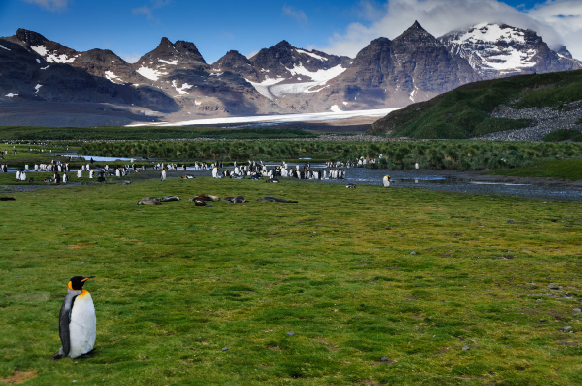 Patagonia Fjords, Antarctica & Falklands