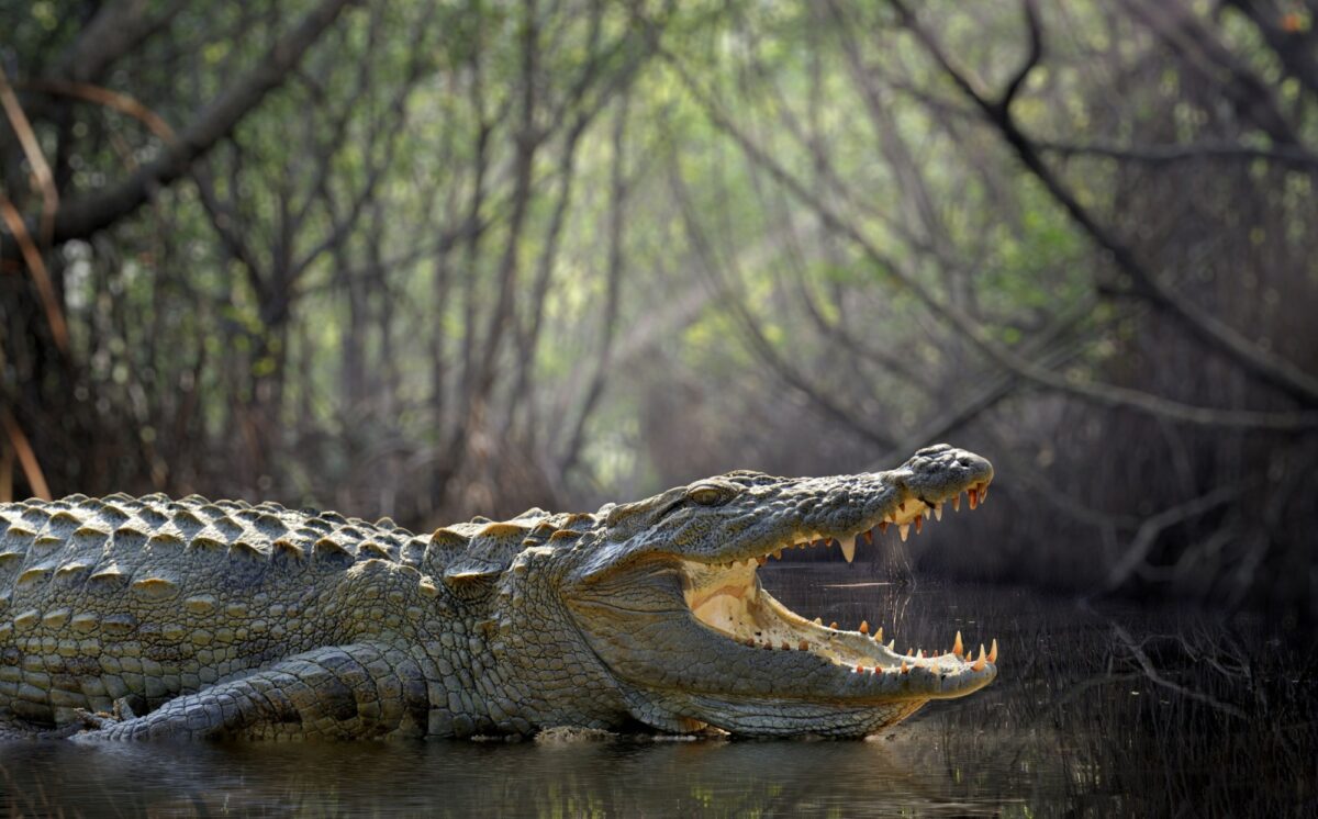 Boat safari in Gal Oya National Park