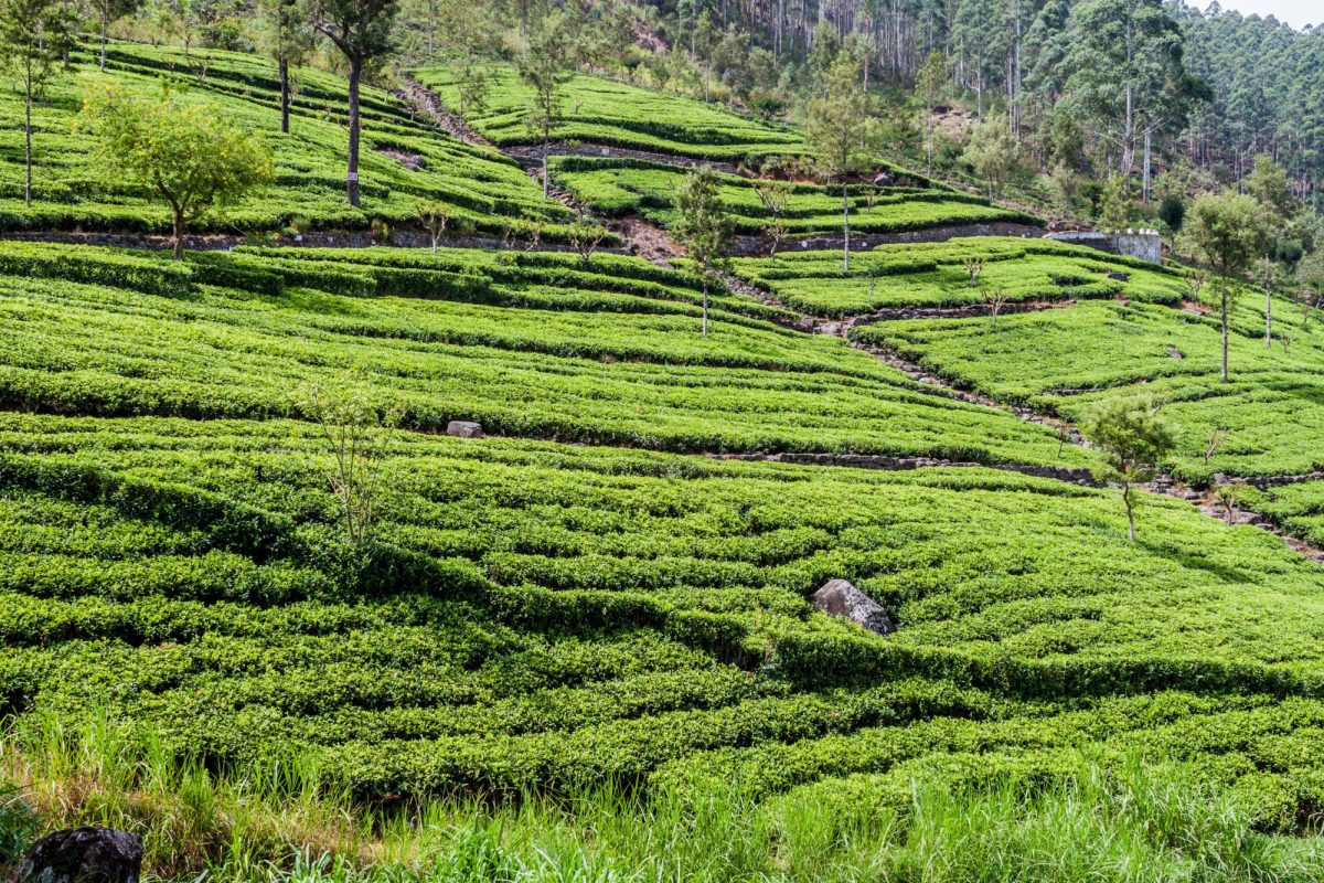 Explore the lesser-visited tea country of Haputale