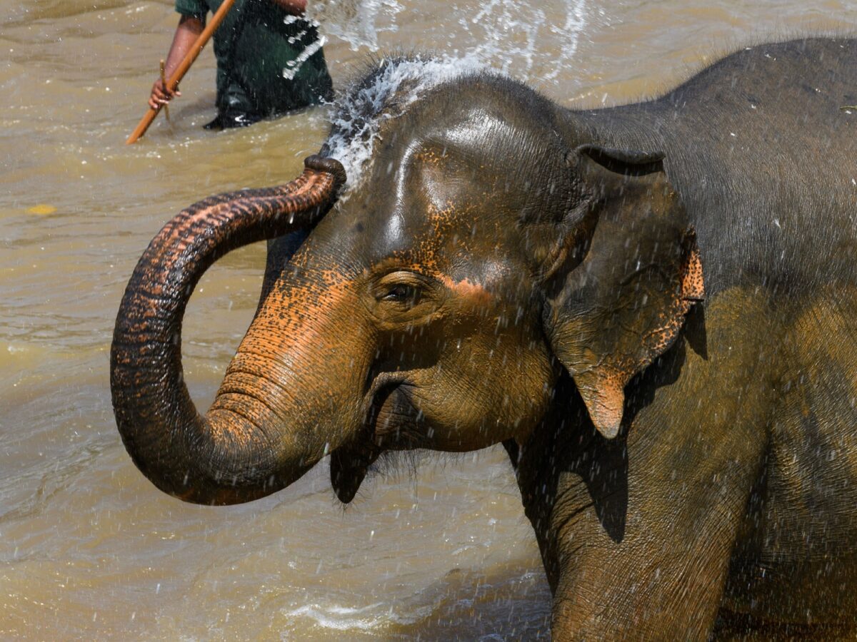 Explore Wilpattu National Park’s lakes