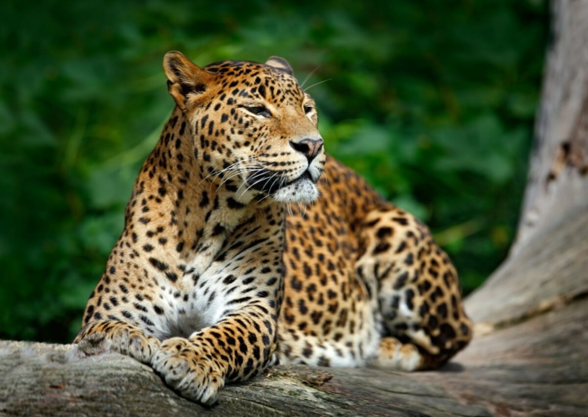 Go leopard spotting in Yala National Park