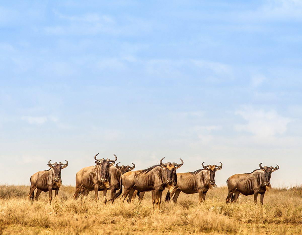 Ultimate Tanzanian safari