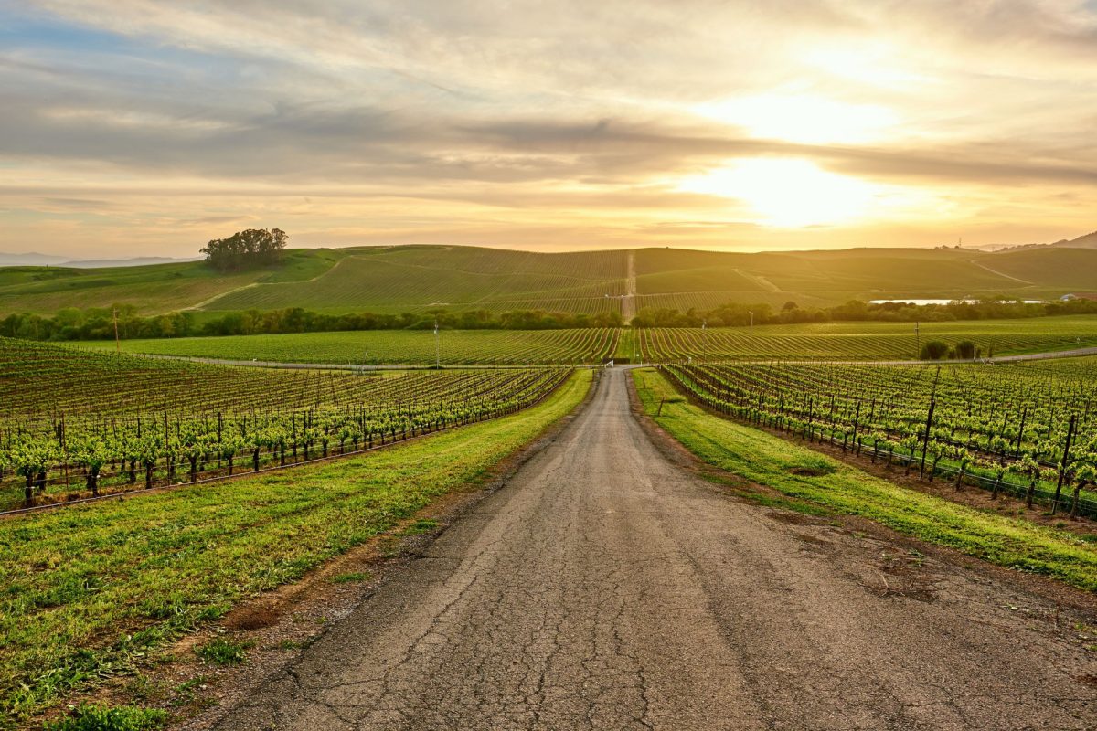 Sample California's best wine