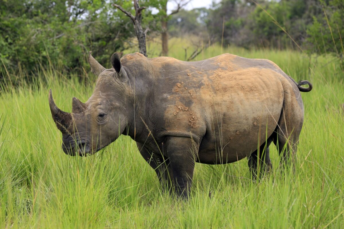 Get up-close to a white rhino in Ziwa Rhino Sanctuary