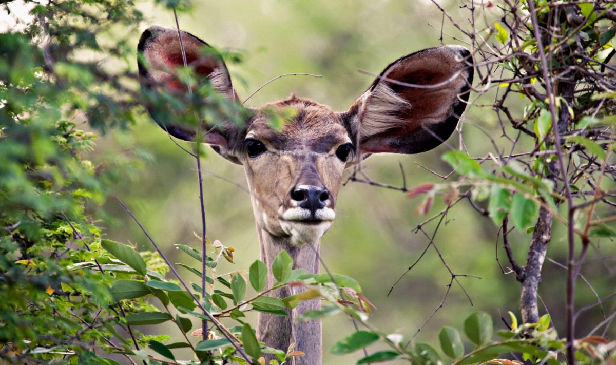 South Luangwa and Victoria Falls Safari