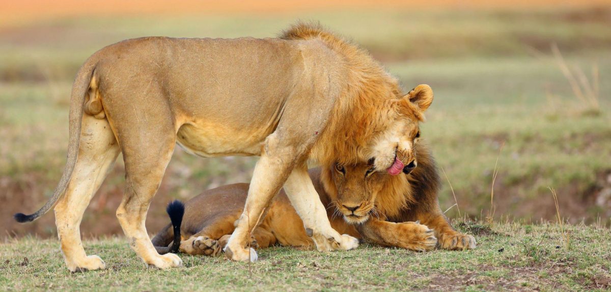 South Luangwa and Lower Zambezi Safaris