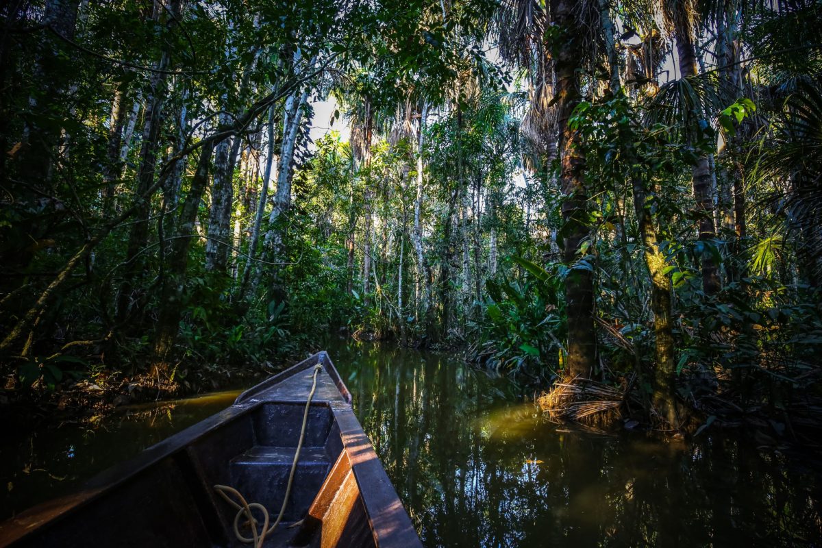Wildlife spotting in the Amazon