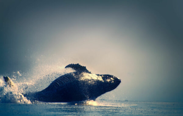 Spot whales on the Aleutian Islands