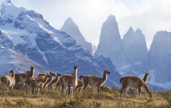 Santiago – Torres del Paine