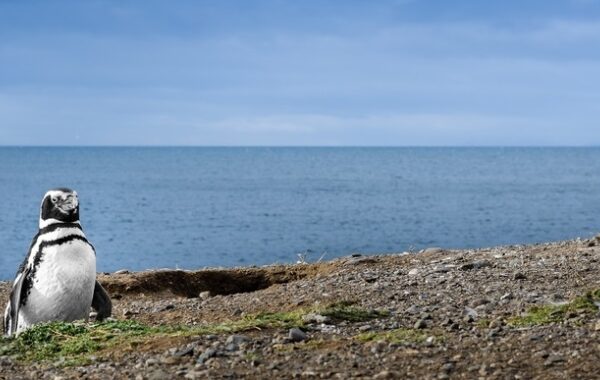 Wulaia Bay - Cape Horn