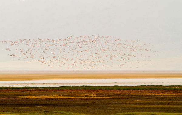 Safari at Ngorongoro crater
