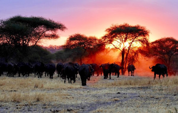 Tarangire