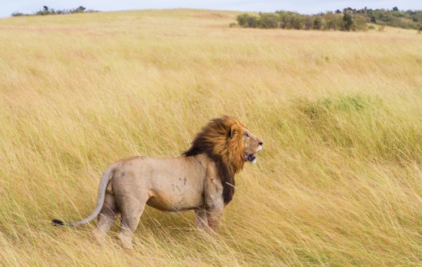 Arrival and transfer to Masai Mara