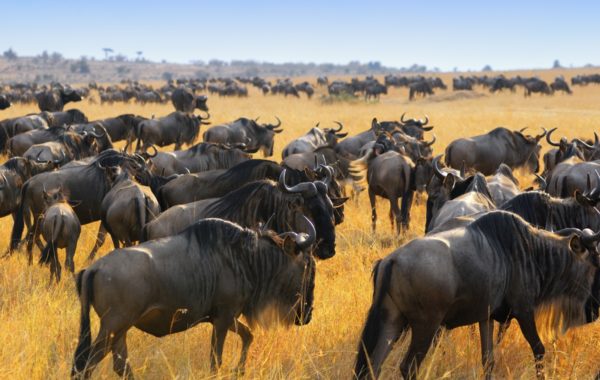 Serengeti - Victoria Falls