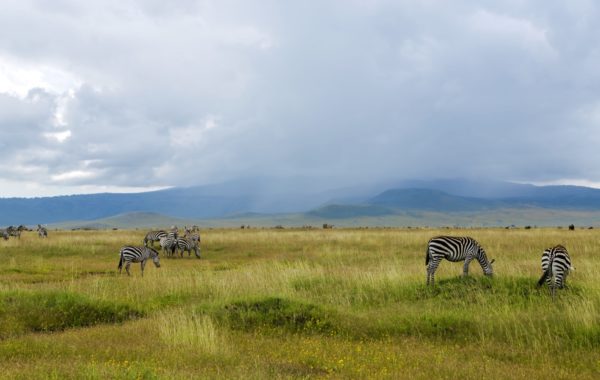 Safari in Ngorongoro crater