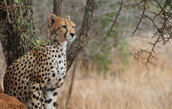 Safari in central Serengeti