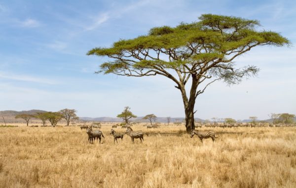Serengeti via Olduvai Gorge