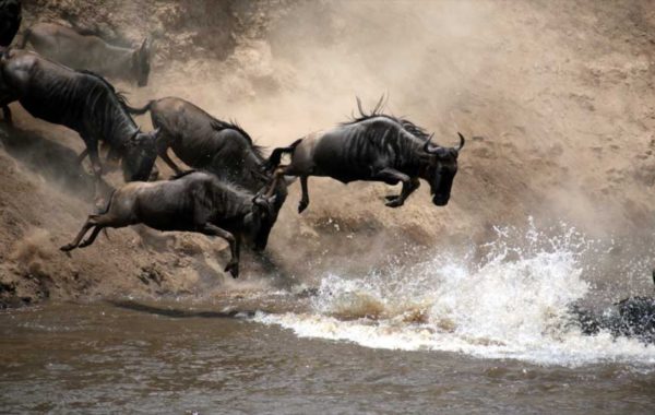 Safari in Serengeti north or south