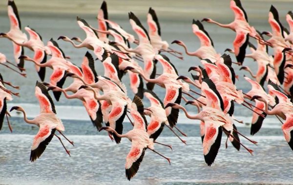 Tarangire or Lake Manyara